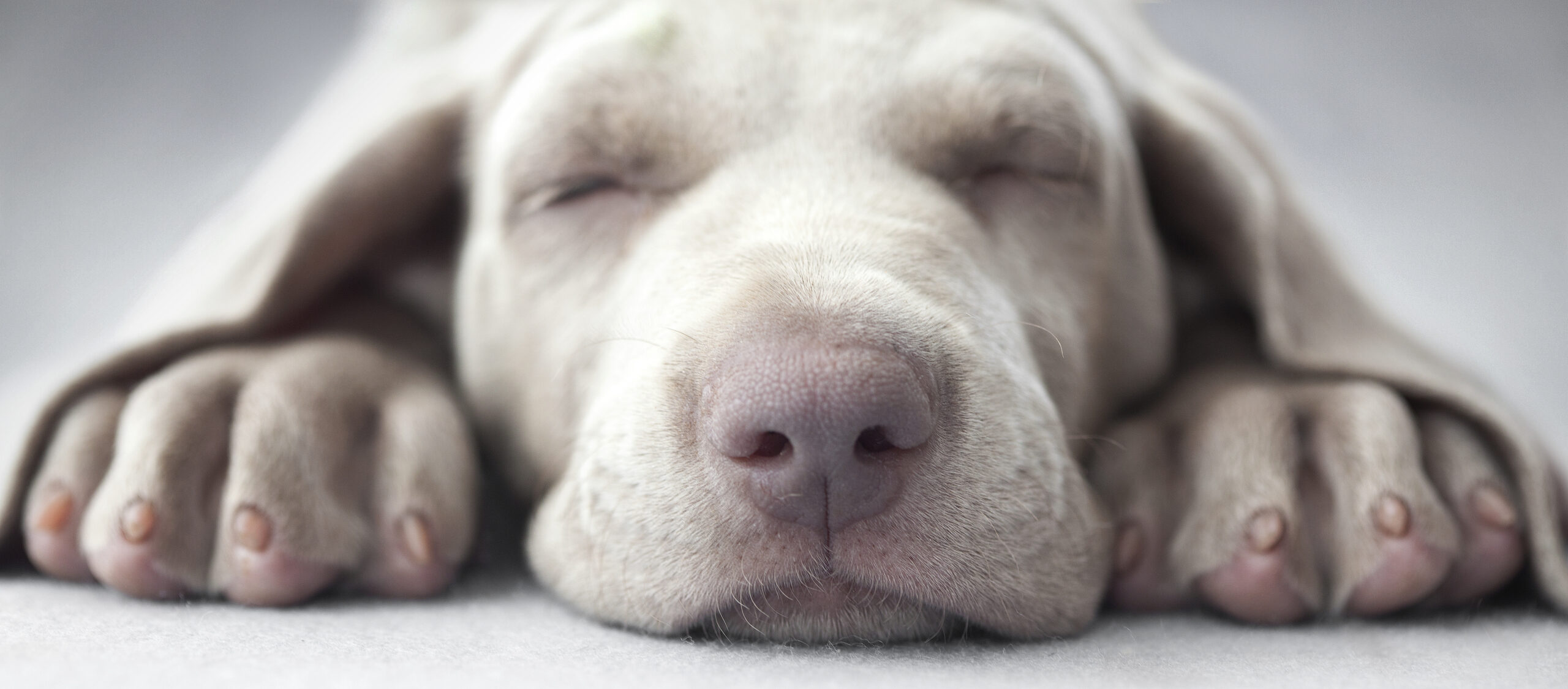 Little,Weimar,Puppy,Dog,Sleep,In,Front,Of,The,Camera Little,Weimar,Puppy,Dog,Sleep,In,Front,Of,The,Camera